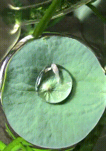 a_w471816002_d635c0606e73043ef98ae5835fab55e3d3efacc5.gif