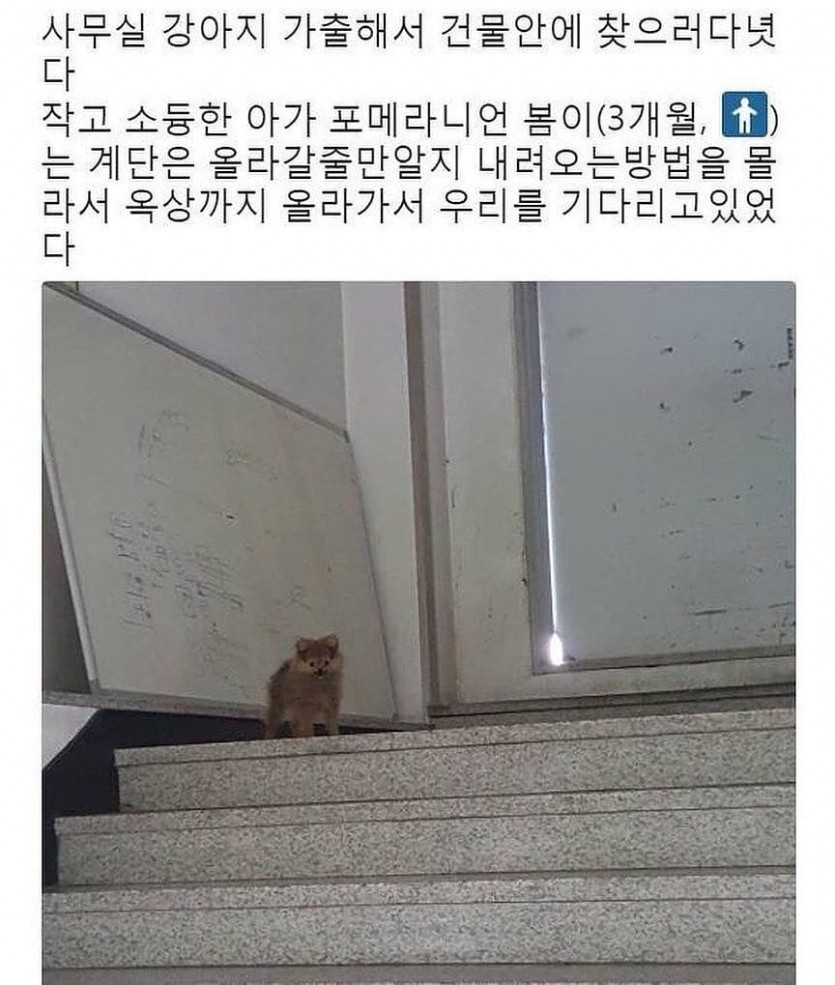 썸네일-사무실 강아지가 가출함-이미지