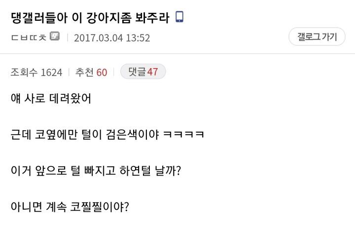 썸네일-댕갤러들아 이 강아지좀 봐주라-이미지