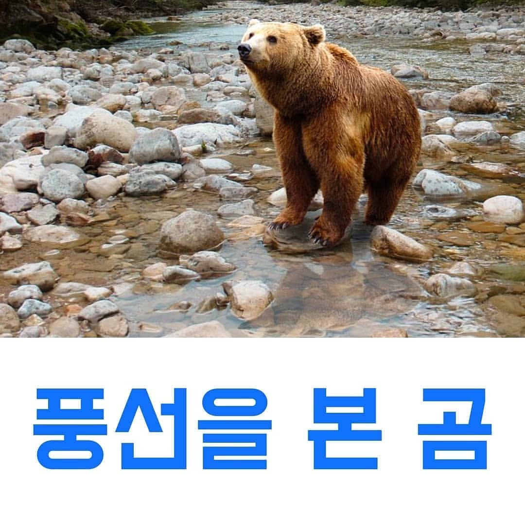 썸네일-풍선을 본 곰-이미지