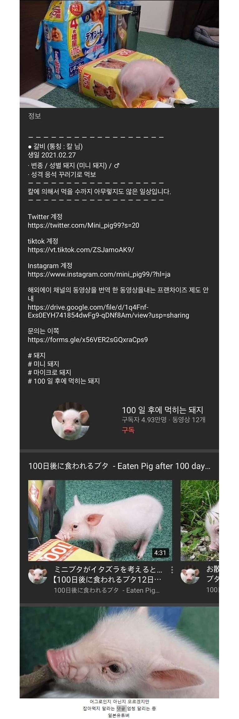 썸네일-기른 돼지 100일 후에 잡아먹는 컨텐츠 진행중인 유튜…-이미지