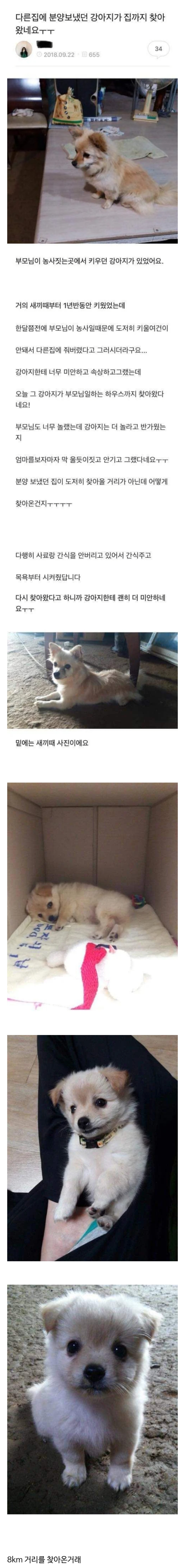 썸네일-다른 집에 분양 보냈던 강아지가 집까지 찾아왔네요-이미지