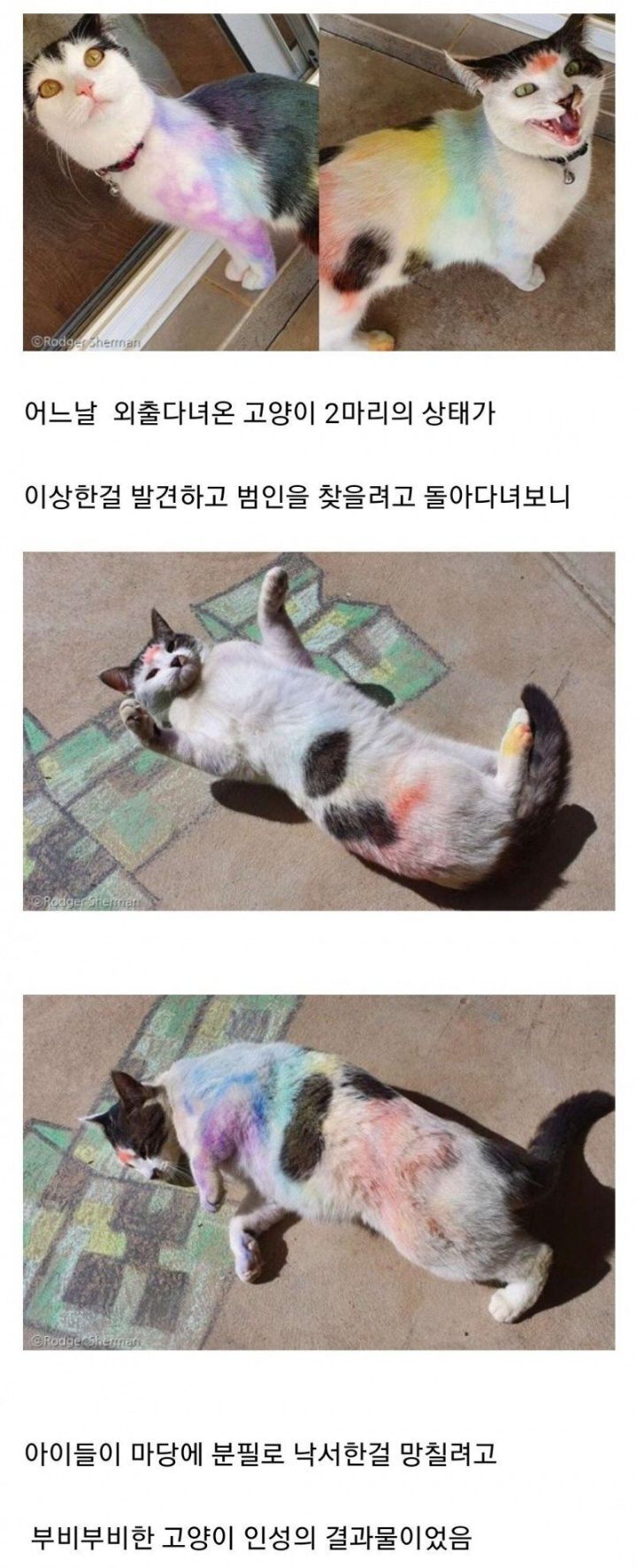 썸네일-고양이 몸에 낙서한 범인을 찾고보니-이미지