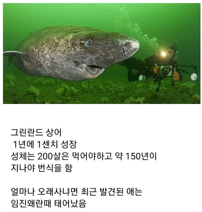 썸네일-150살 넘어야 번식하는 물고기-이미지