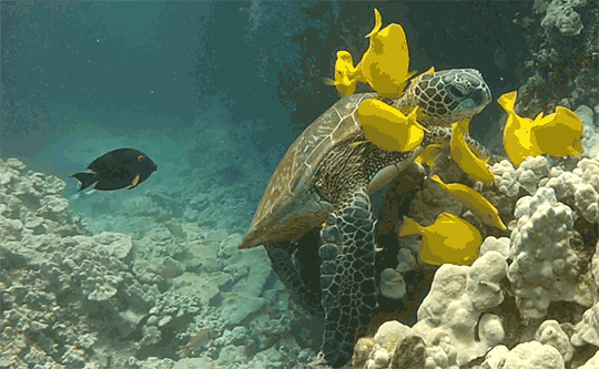 썸네일-바다 거북이가 목욕하는 방법.gif-이미지