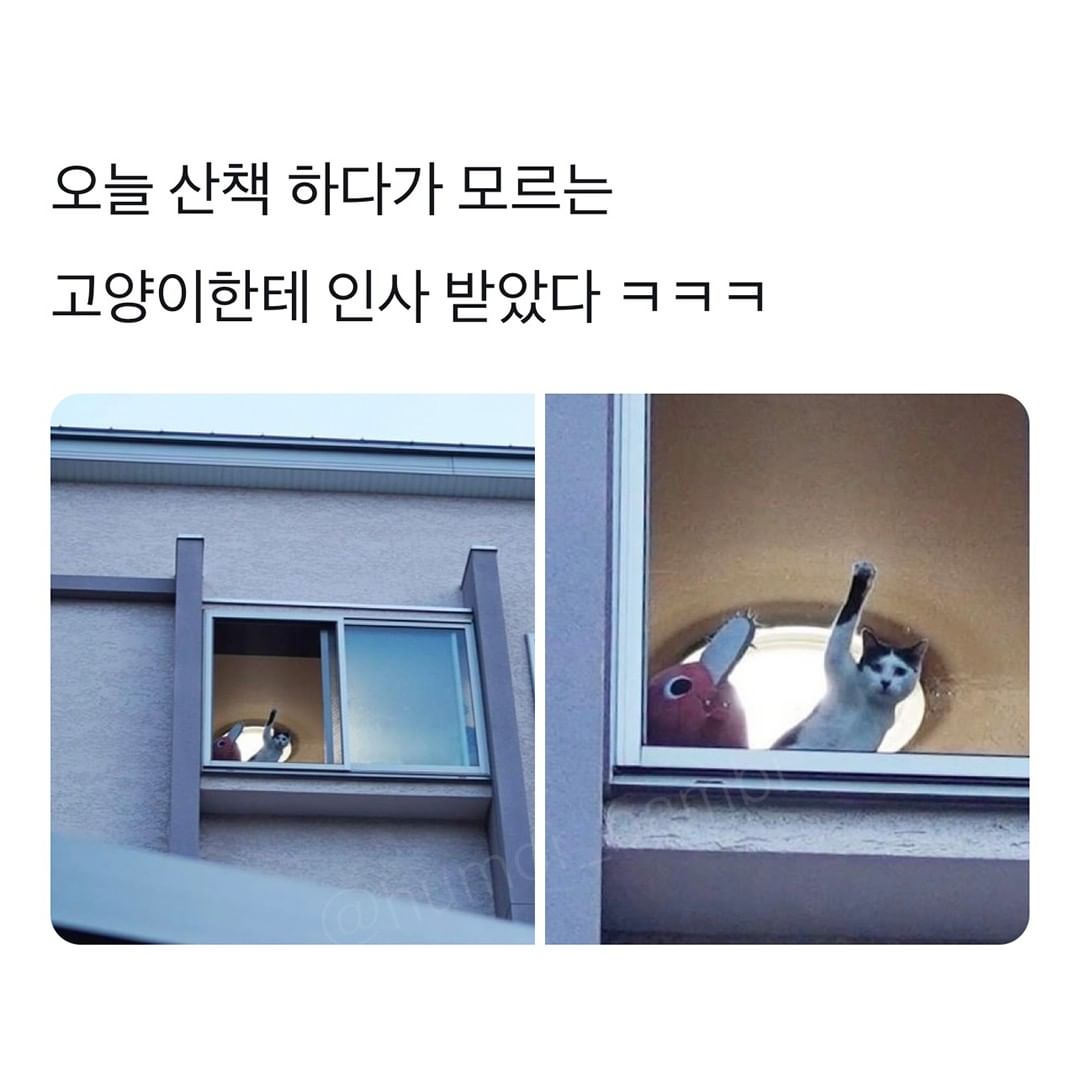 썸네일-오늘 산책 하다가 모르는 고양이한테 인사 받았다ㅋㅋㅋ-이미지