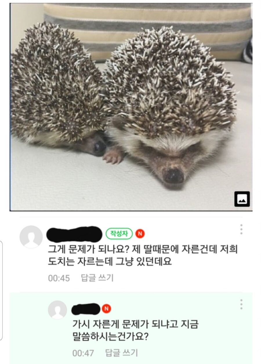 썸네일-딸이 따가워한다고 고슴도치 가시 다 자른 부모.jpg-이미지