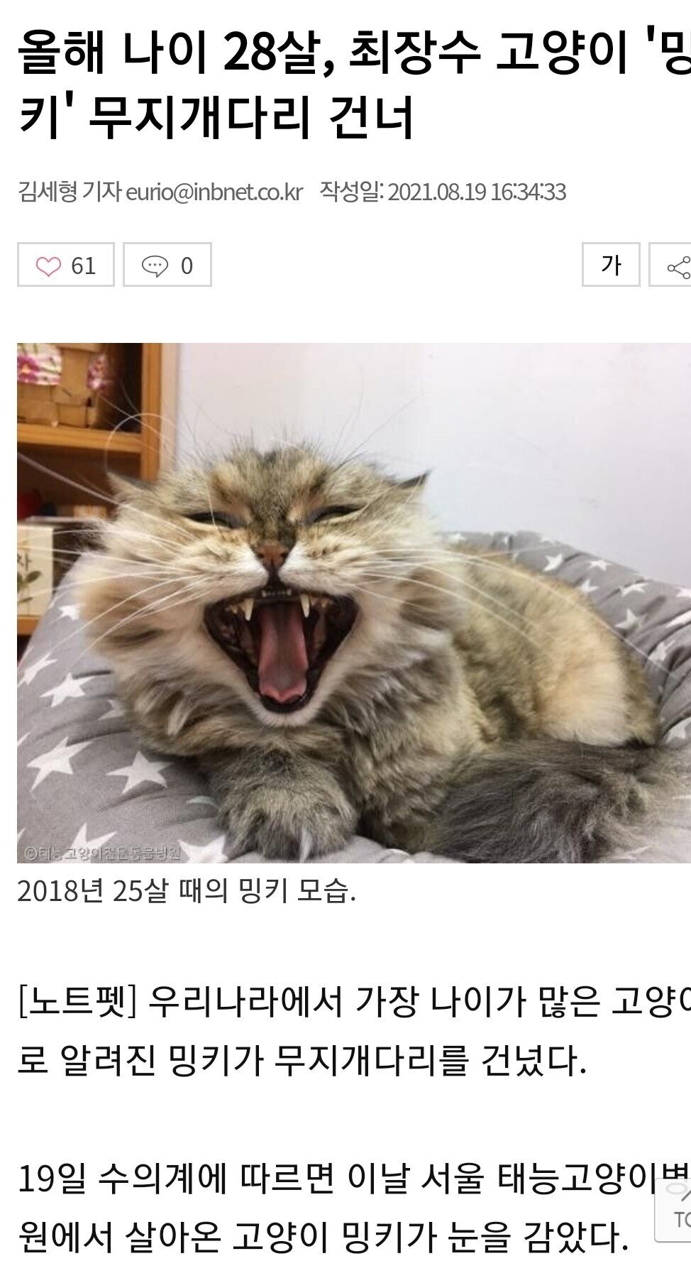썸네일-최장수 28살 고양이 사망-이미지