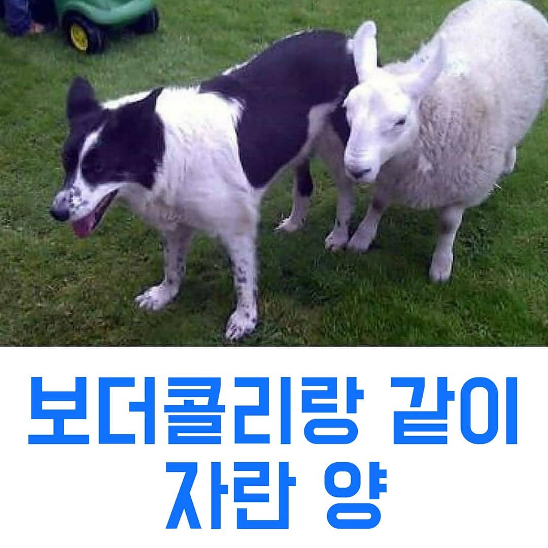 썸네일-보더콜리랑 같이 자란 양-이미지