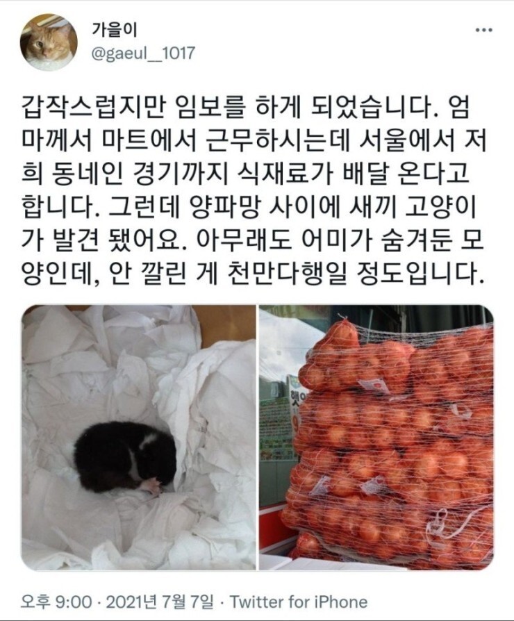 썸네일-양파 속에서 발견된 새끼 고양이 양파-이미지