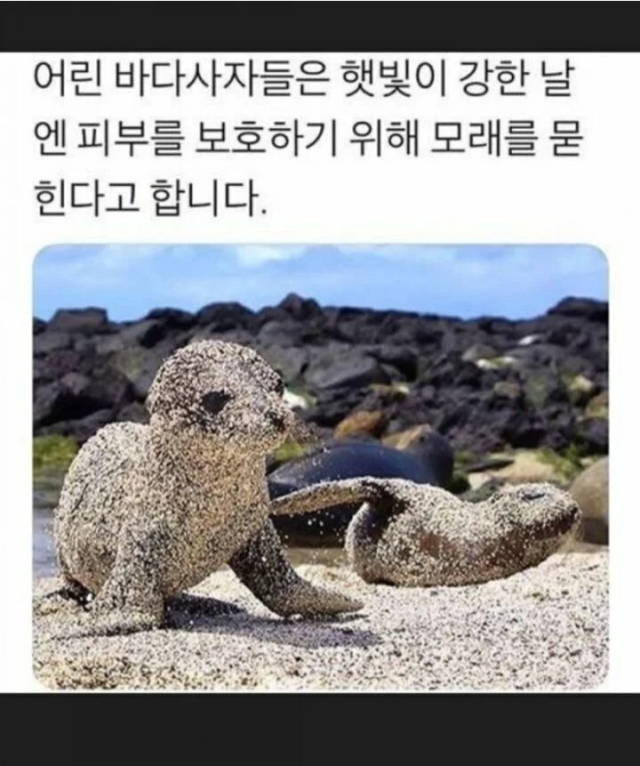 썸네일-어린 바다사자가 피부를 보호하는 방법-이미지