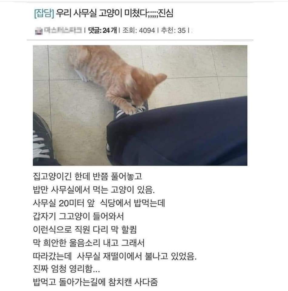 썸네일-역시 큰일은 갓냥이가....-이미지