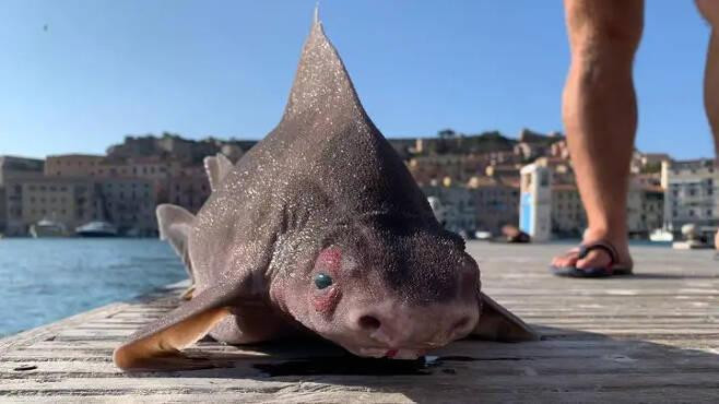 썸네일-이탈리아에서 발견된 돼지얼굴 상어-이미지