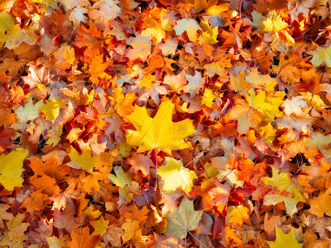 썸네일-가을 바람에 날아온 낙엽-이미지