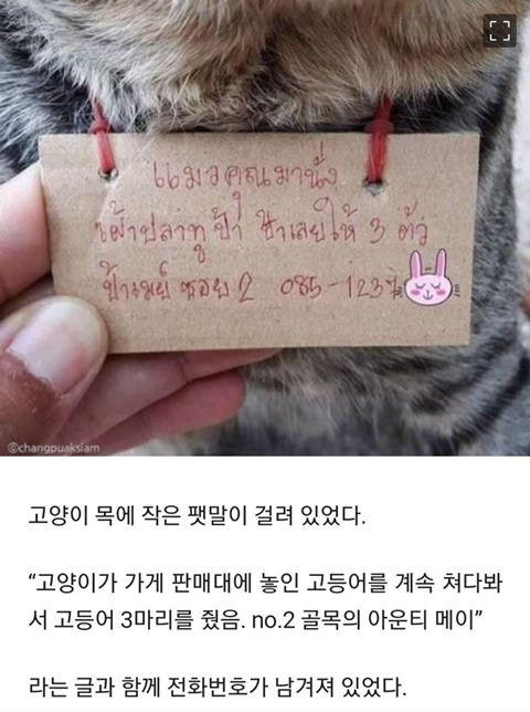 썸네일-빚져서 돌아온 가출 고양이-이미지