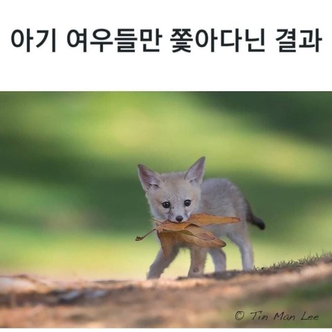 아기가 여우를 뒤쫓다