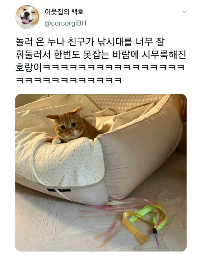 썸네일-누나 친구가 놀러와서 고양이 시무룩하게 만듬-이미지