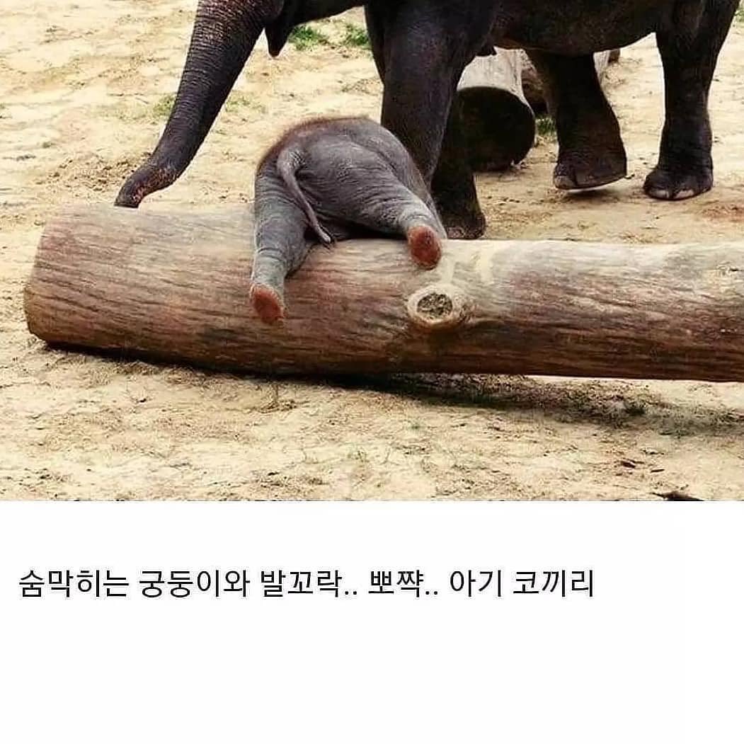 썸네일-자신의 코를 인지 못하는 아기 코끼리-이미지