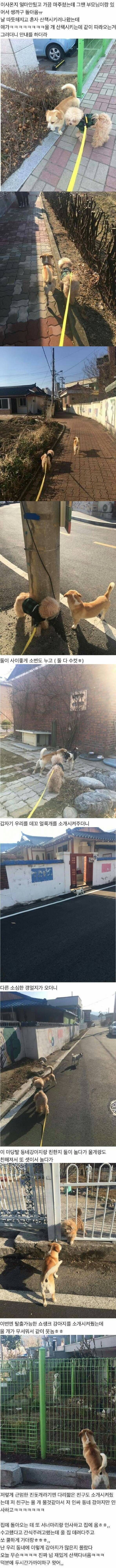 썸네일-이사 온 주민 동네 소개시켜주는 인싸 강아지-이미지