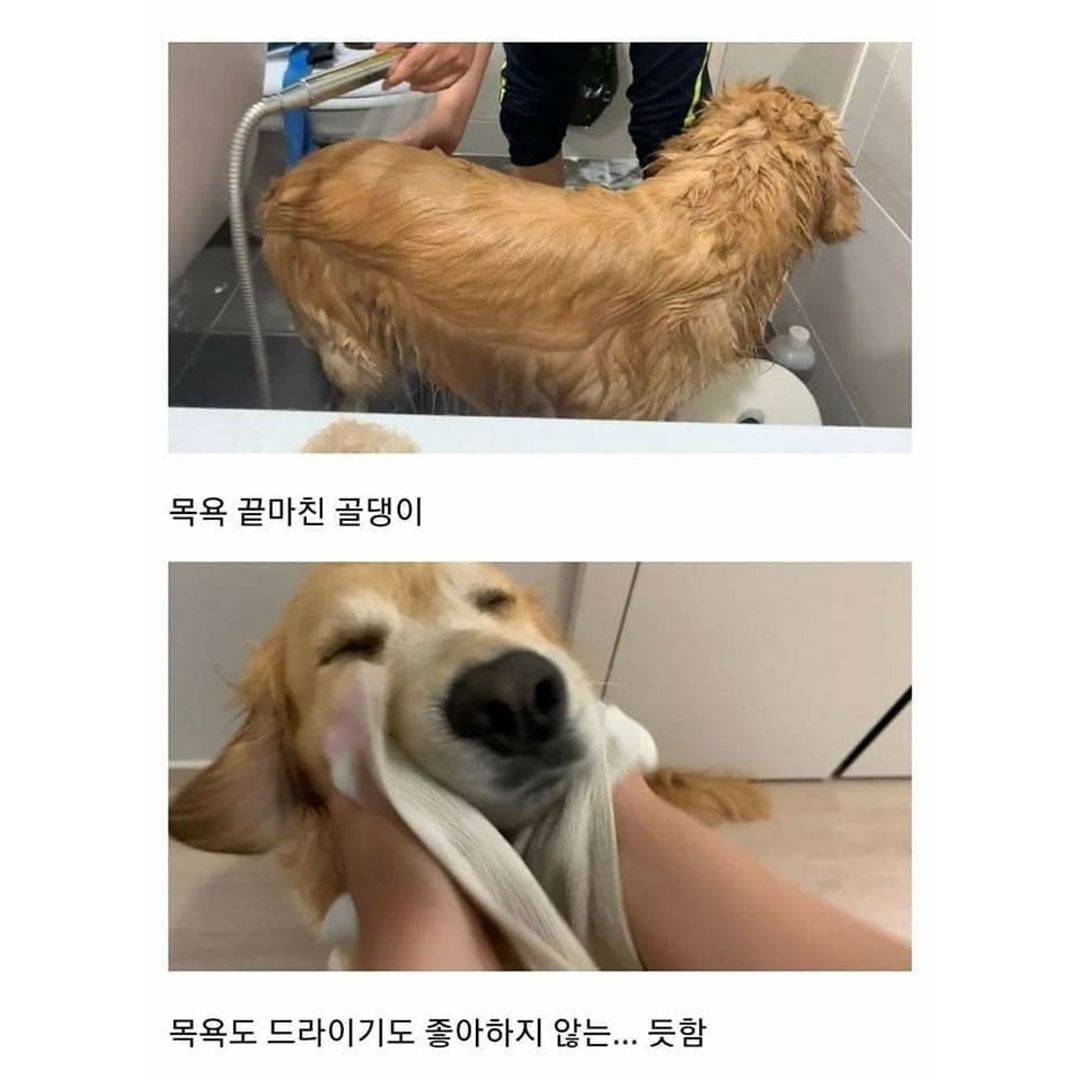 썸네일-드라이기 싫어하는 반려동물 꿀팁-이미지