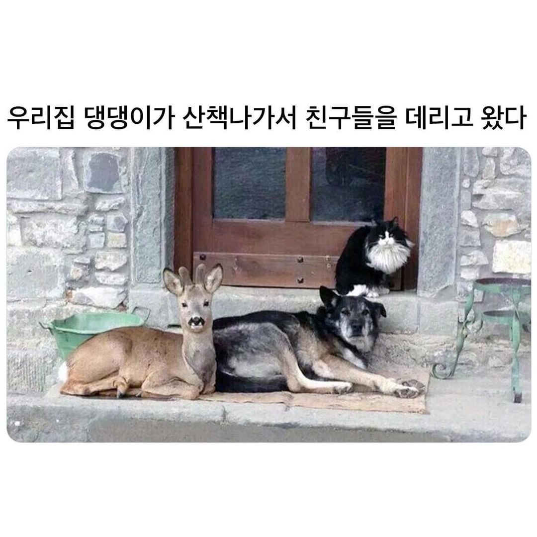 썸네일-우리 집 댕댕이가 산책 나가서 친구들을 데리고 왔다-이미지