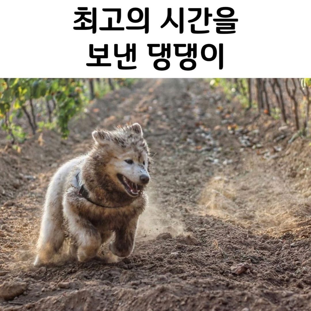 썸네일-최고의 시간을 보낸 댕댕이-이미지