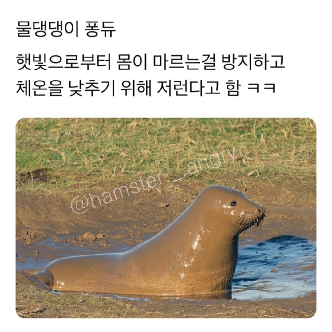 썸네일-물개 퐁듀-이미지