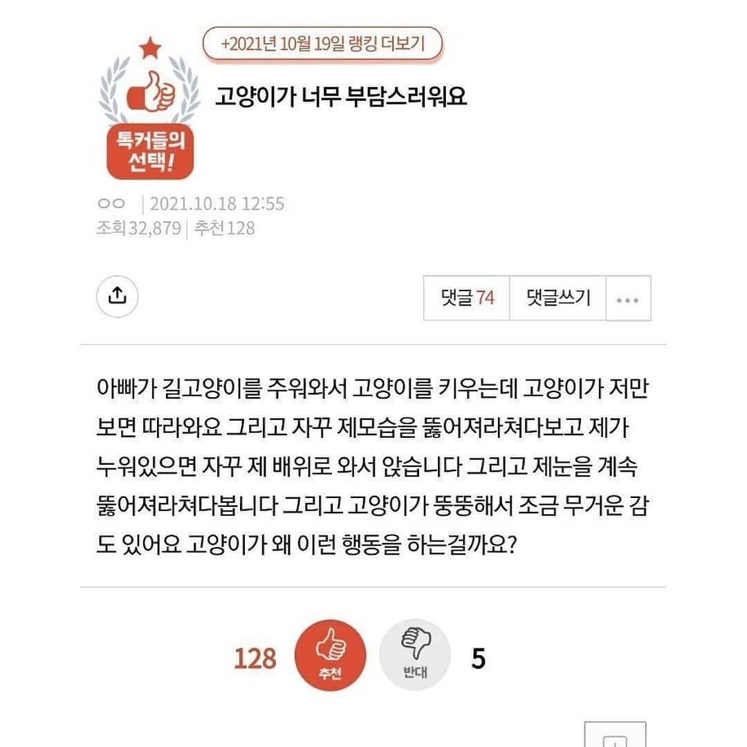 썸네일-고양이가 너무 부담스러워요-이미지