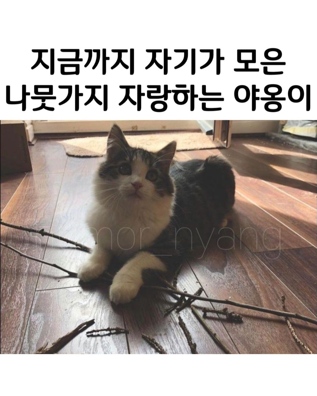 썸네일-지금까지 자기가 모은 나뭇가지 자랑하는 고양이-이미지