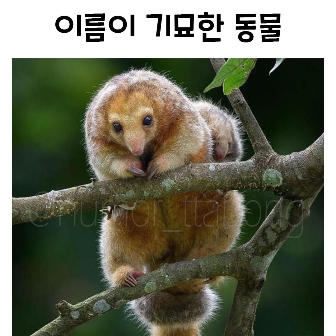 썸네일-이름이 기묘한 동물-이미지