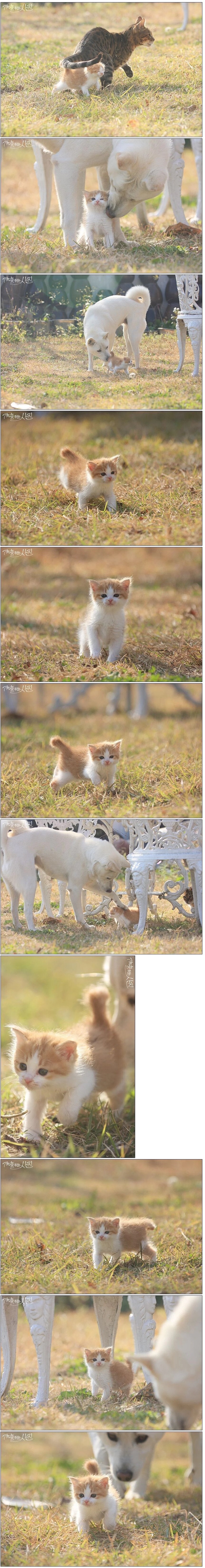 썸네일-커뮤니티마다 난리 났다던 아기 냥이 짤-이미지