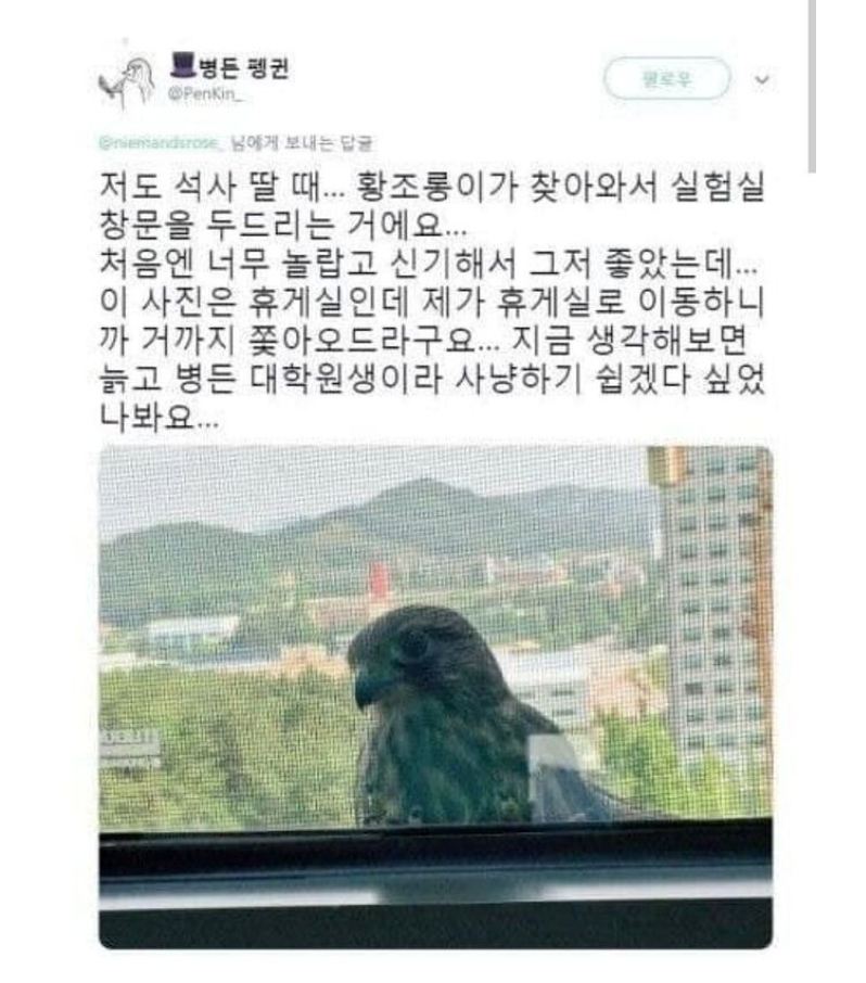 썸네일-대학원생을 노리는 황조롱이-이미지