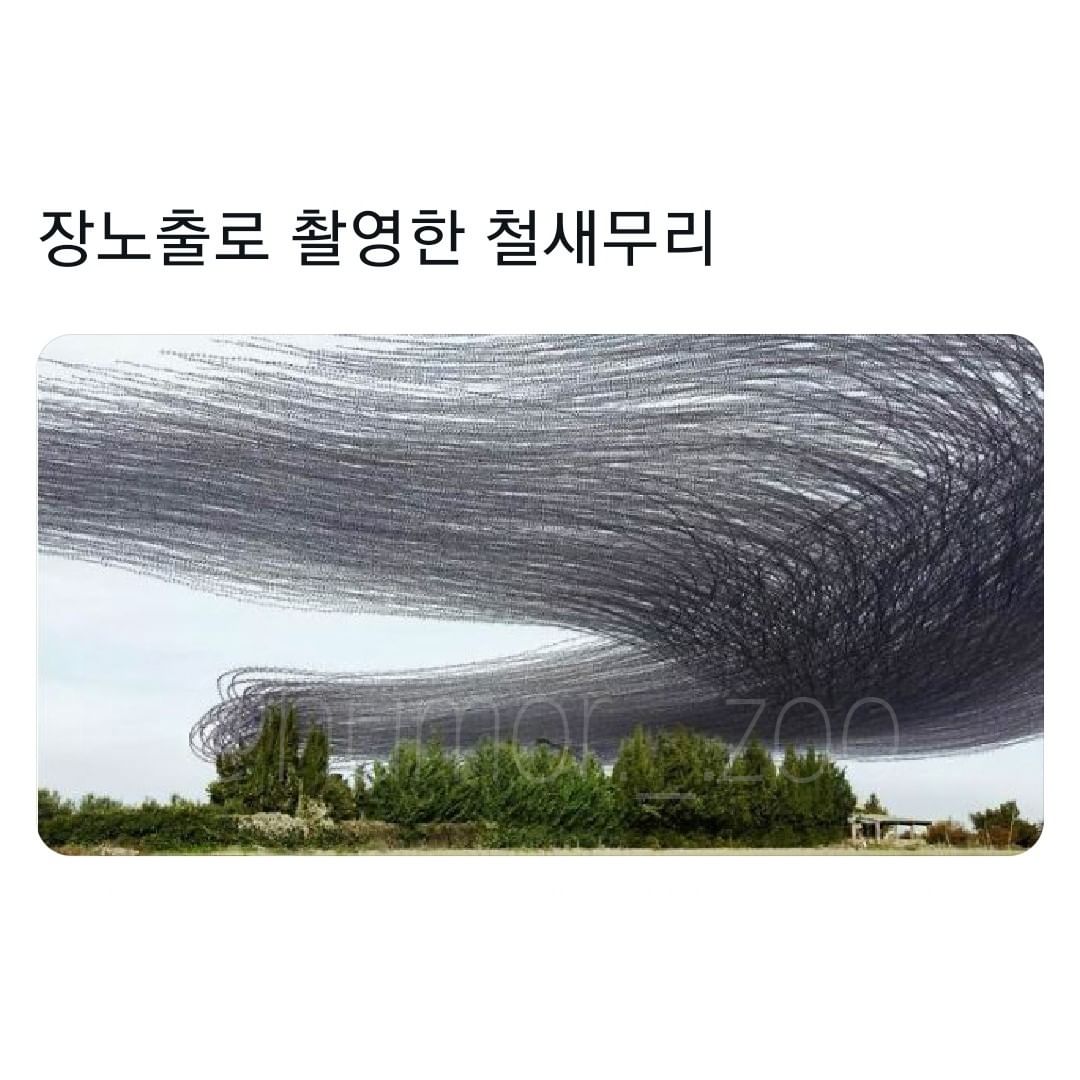 썸네일-장노출로 촬영한 철새 무리-이미지