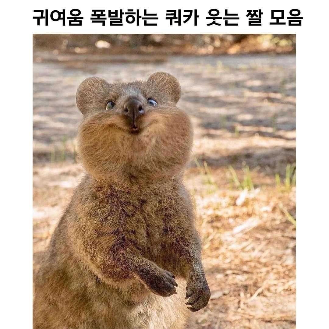 썸네일-귀여움 폭발하는 쿼카 웃는 짤 모음-이미지