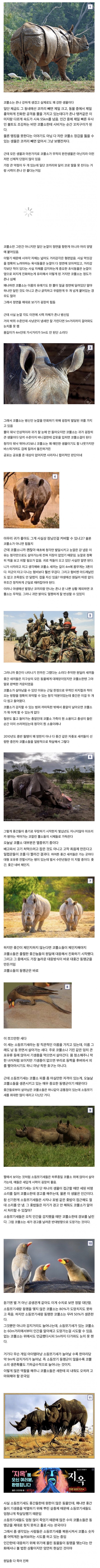 썸네일-흥미진진 코뿔소의 세계-이미지