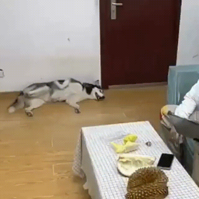 녹번 2구역-두리안의 끔찍한 냄새를 맡은 강아지 반응.gif-1번 이미지