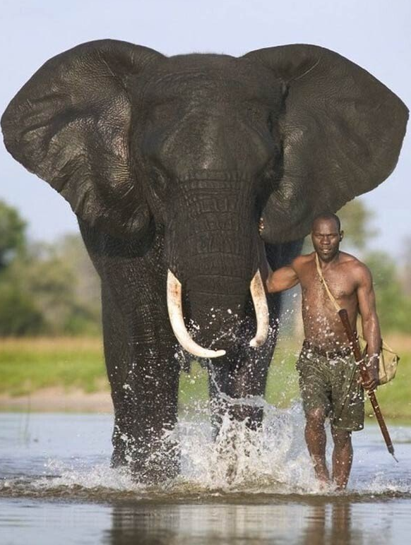 썸네일-아프리카코끼리에 대한 놀라운 사실-이미지