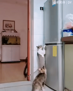 썸네일-냉동실 터는 고양이-이미지