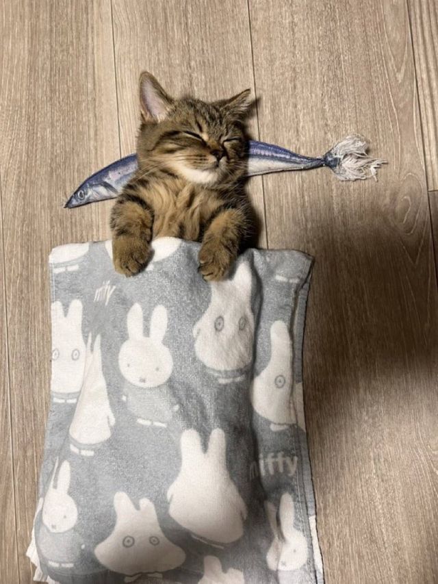 썸네일-꽁치 베개 베고 자는 고양이-이미지