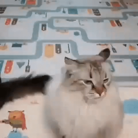 썸네일-손가락 하트를 처음 본 고양이 반응.gif-이미지