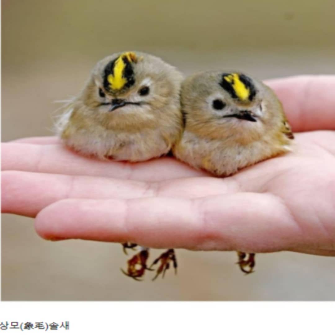 썸네일-한국에서 가장 작은 새-이미지