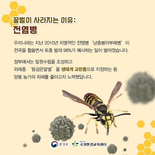 썸네일-한국 국내 꿀벌 실종사태 합동 조사 결과 나옴-이미지