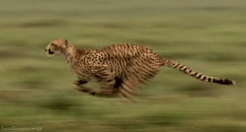 썸네일-엄청난 속도로 달리는 치타-이미지