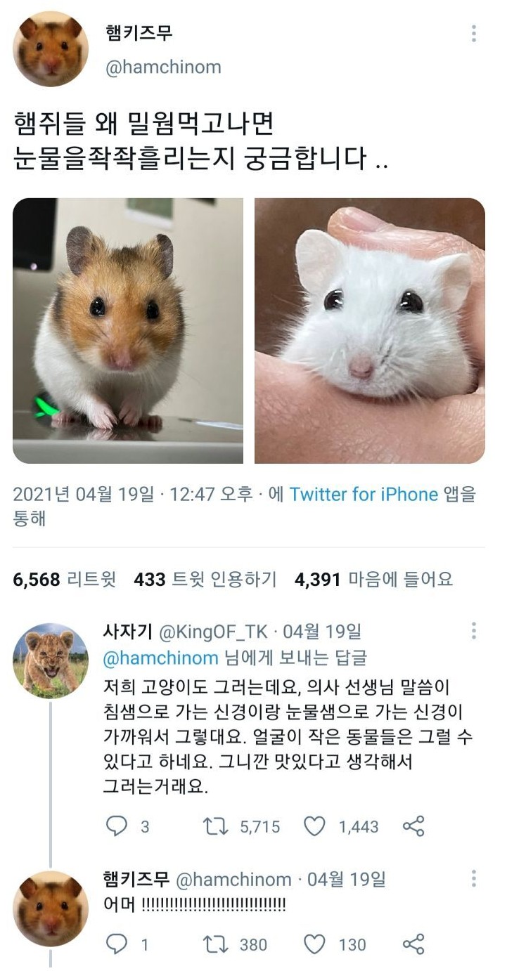 썸네일-햄찌들 밀웜 먹고 눈물 좍좍 흘리는 이유-이미지