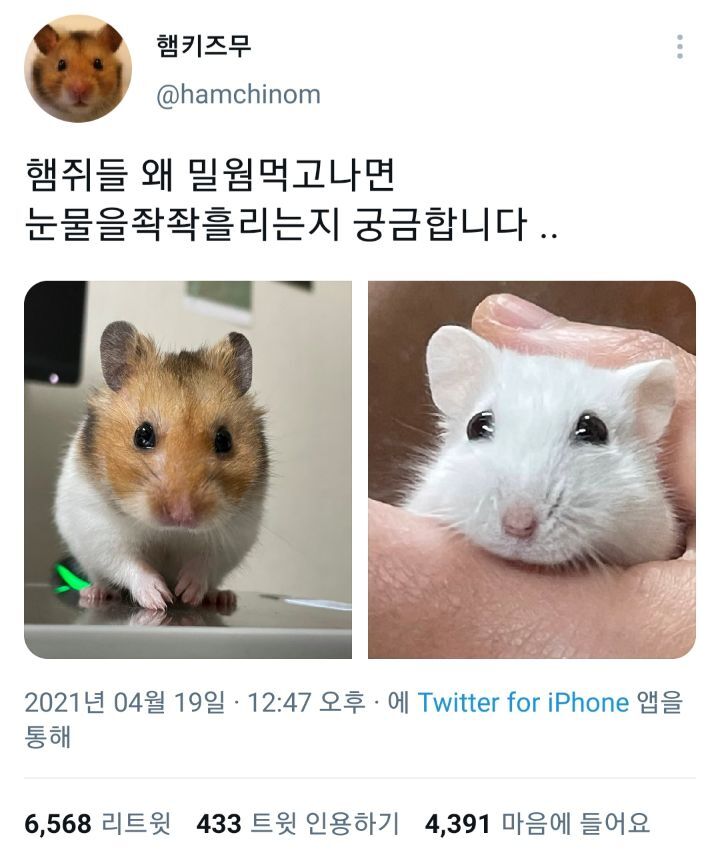 썸네일-햄스터가 밀웜을 먹고나면 눈물을 흘리는 이유-이미지