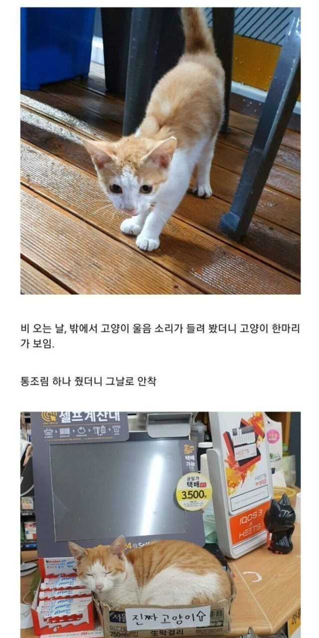 썸네일-길고양이 확대하고 안락삶시킨 편의점주-이미지