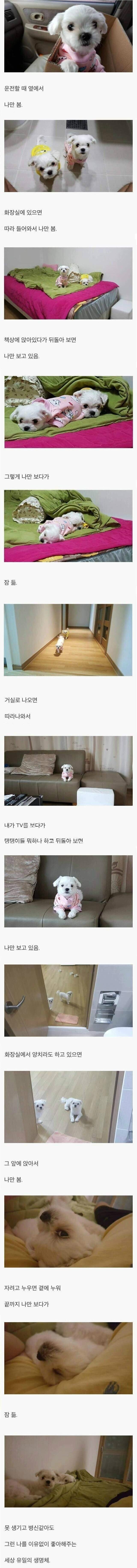 썸네일-댕댕이 버리면 안되는 이유.jpg-이미지