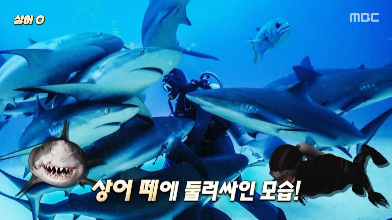 썸네일-상어 낚시 바늘 뽑아주다 사귄 다이버-이미지