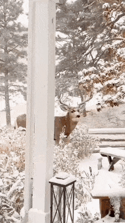 썸네일-앞마당에 놀러온 사슴들.gif-이미지