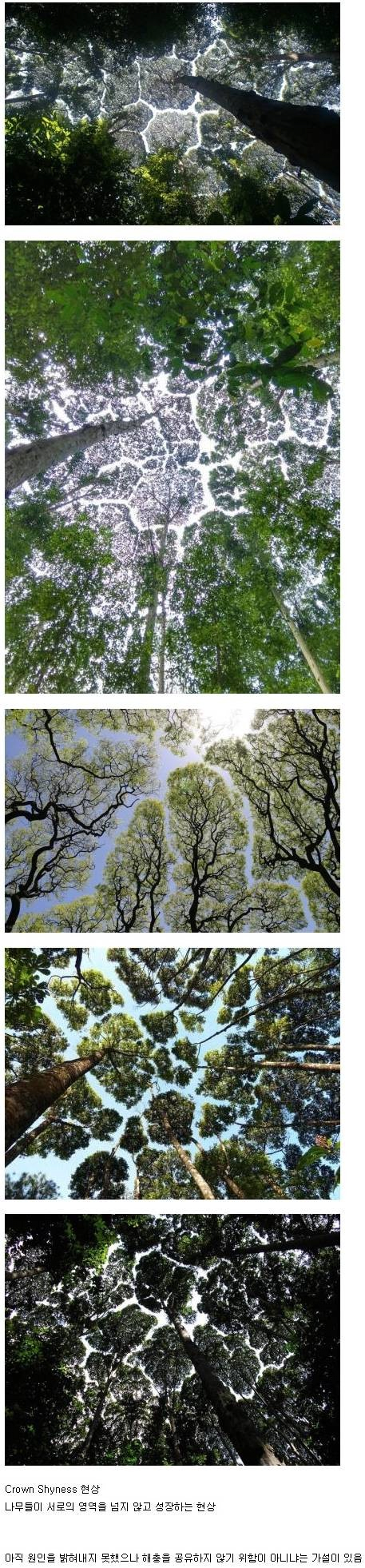 썸네일-일부 나무들 사이에서 일어나는 신비한 현상-이미지